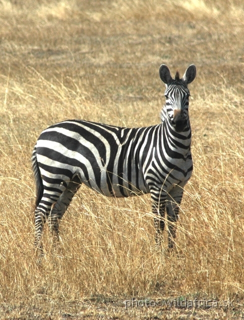 Serengeti Mammals/DSC_0392-1